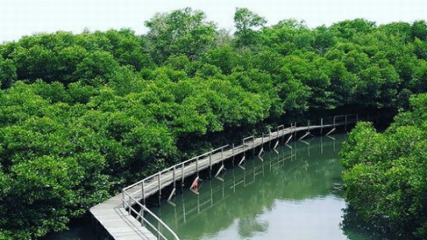 Menyelami Keindahan dan Peran Vital Rimba Mangrove Bali